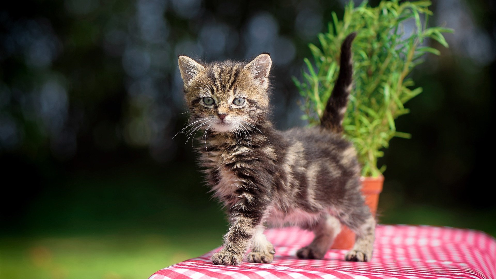 乐鱼体育官网投注-体育明星跨界参与综艺热度不减，体育明星专访